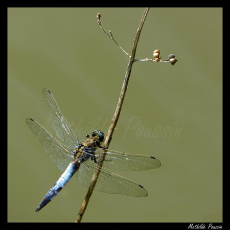 Orthétrum réticulé - Orthetrum cancellatum